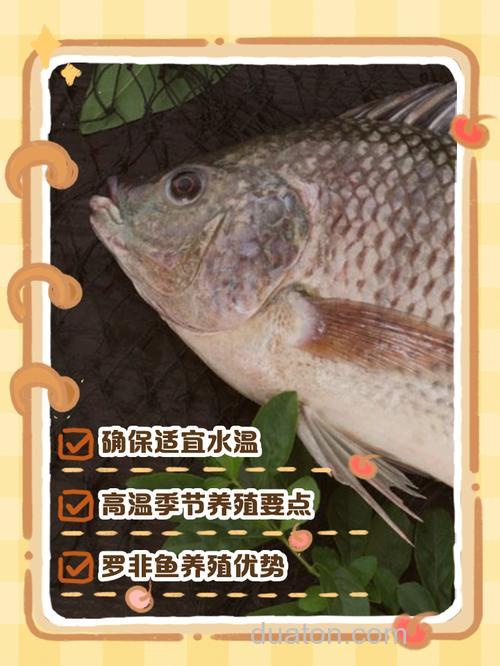 山泉水养罗非鱼方法?