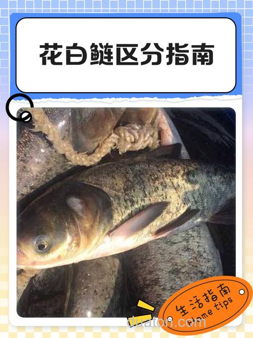 放养花白鲢的不同作用?
