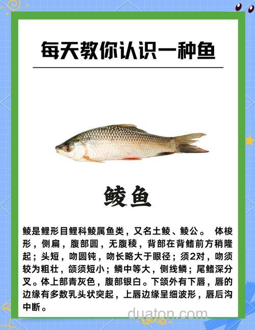 鲮鱼喜欢果酸吗?