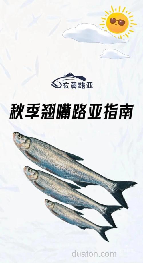 深秋如何钓翘嘴？
