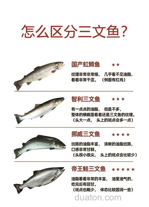 鲑鱼是什么鱼?鲑鱼是三文鱼吗?