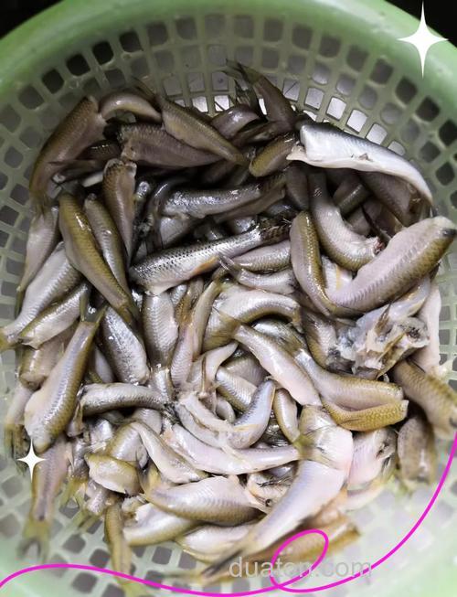对付小杂鱼的几种方法
