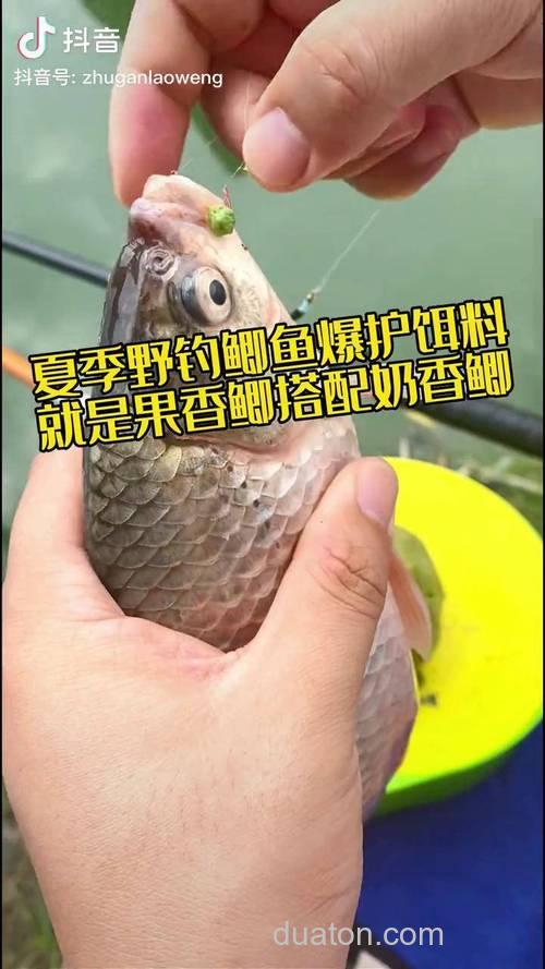 夏天野钓鲫鱼用果香奶香哪个好?
