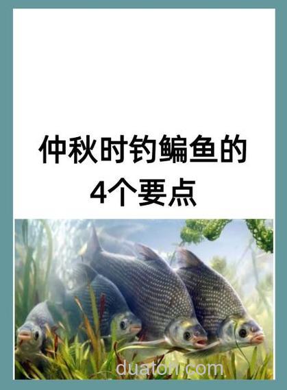 中秋过后鳊鱼怎么钓更好?