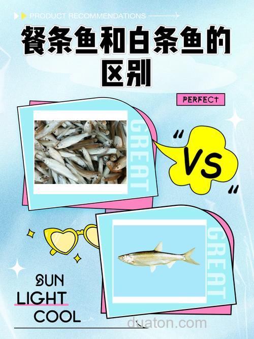 餐条和白条是一种鱼吗?