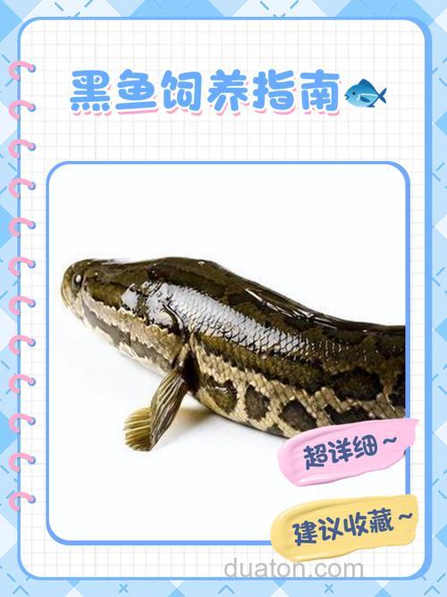 养黑鱼是吉还是凶?养黑鱼10大忌