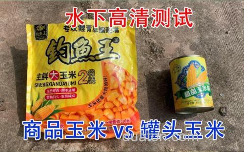 水库打窝鲜玉米好还是玉米罐头好?