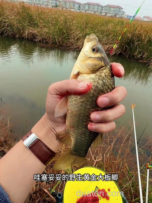 芦苇荡钓鲫鱼绝招?
