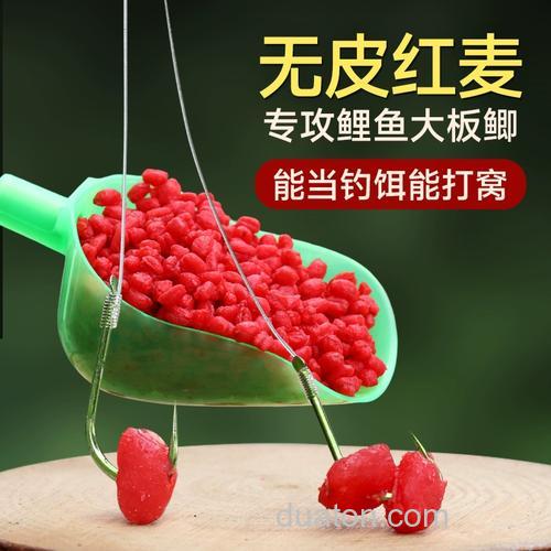 红色的小麦钓鲤鱼好钓吗?