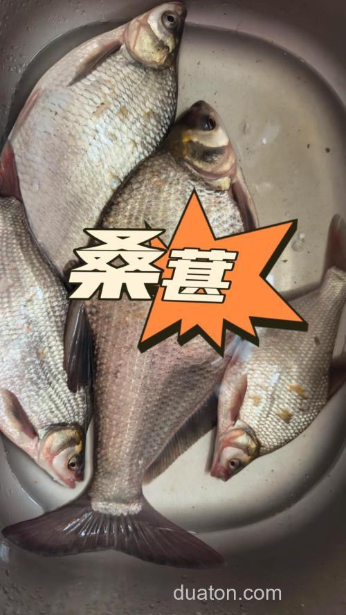 桑葚什么鱼最爱吃呢?桑葚钓鱼钓底还是钓浮？