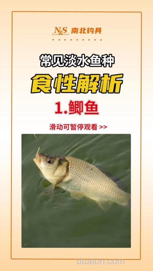 钓鲫鱼要了解其食性