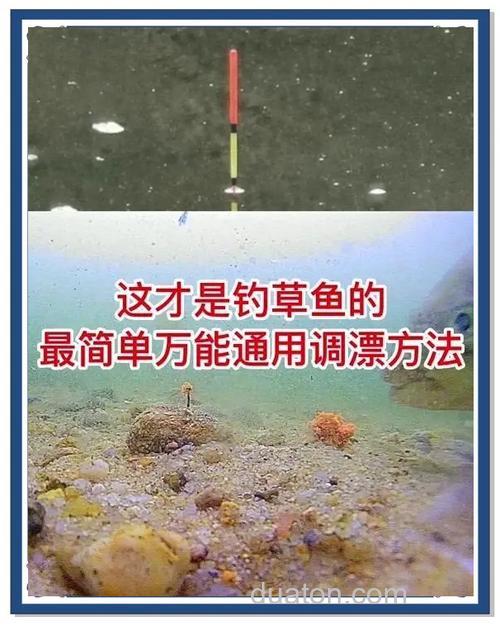 秋季玉米钓草鱼怎么调漂?