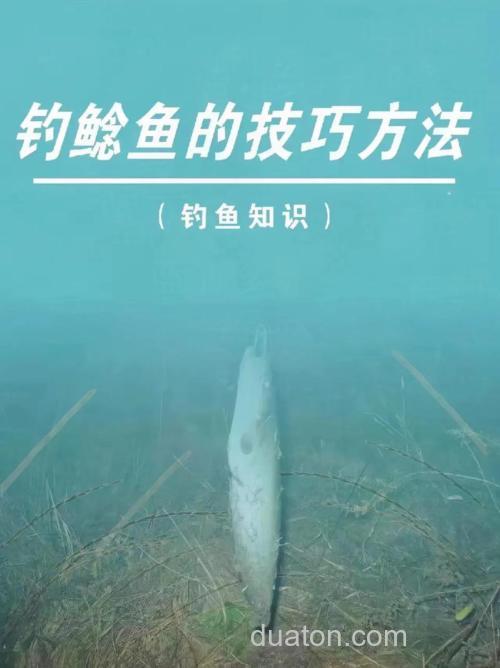 肥水鱼塘用甚么方法最好钓到鲶鱼?