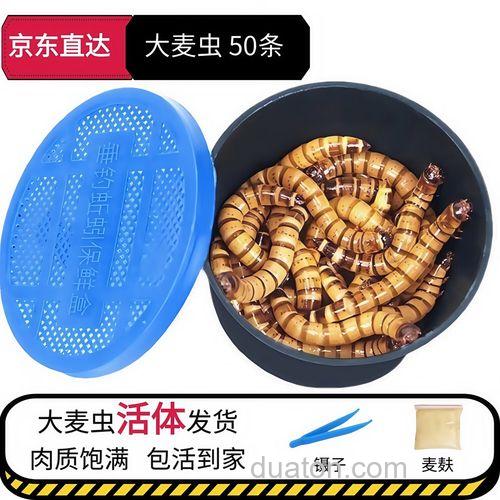 大麦虫面包虫哪种适合钓鱼?