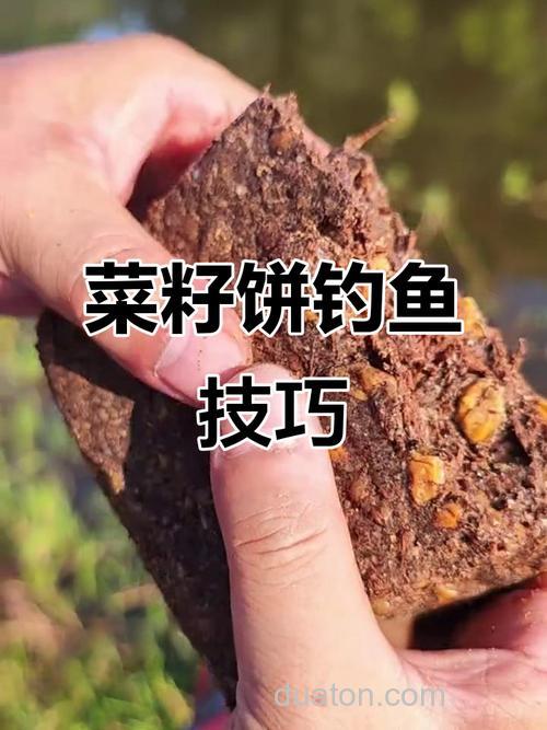 菜籽饼钓鲤鱼的最佳方法?