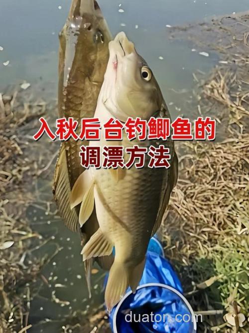 秋季野钓鲫鱼的第2个黄金时段