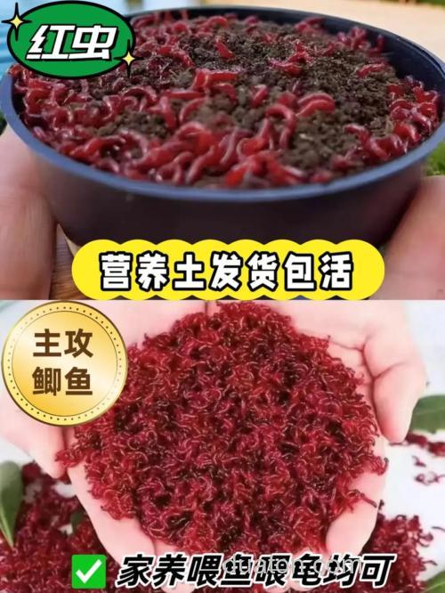 深秋夜钓用红虫好还是饵料好?