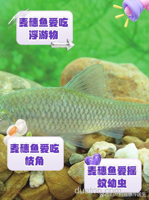 麦穗鱼吃什么?