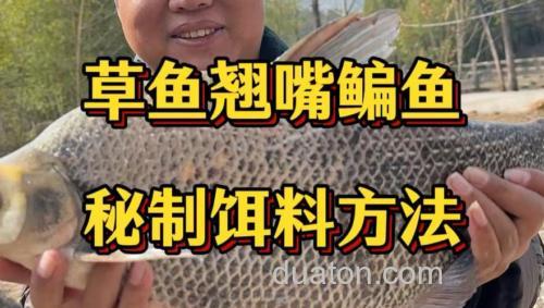 怎么泡玉米钓草鱼？