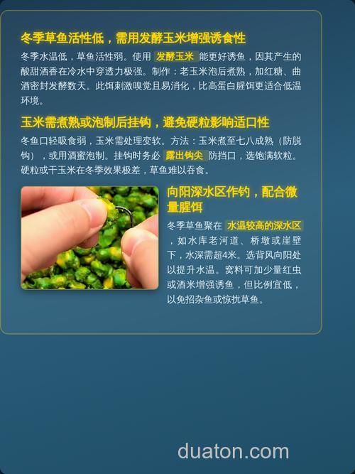 草鱼吃玉米粉吗?