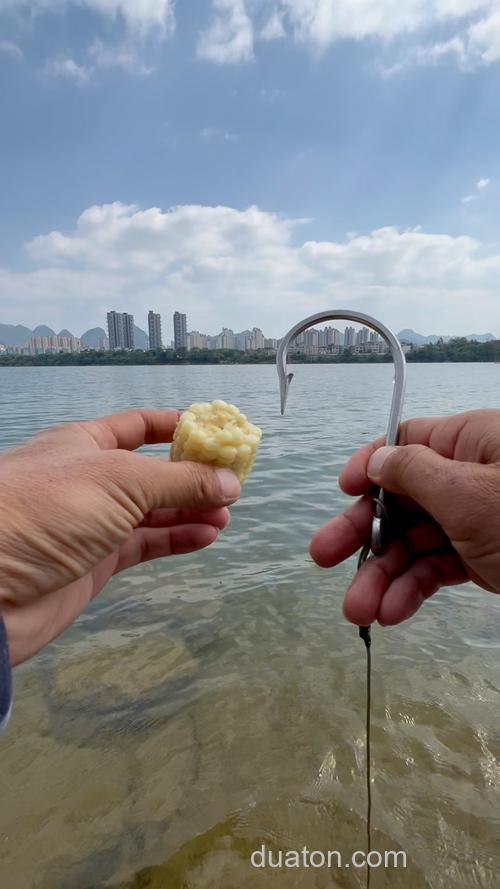 水库用玉米面钓鲤鱼?