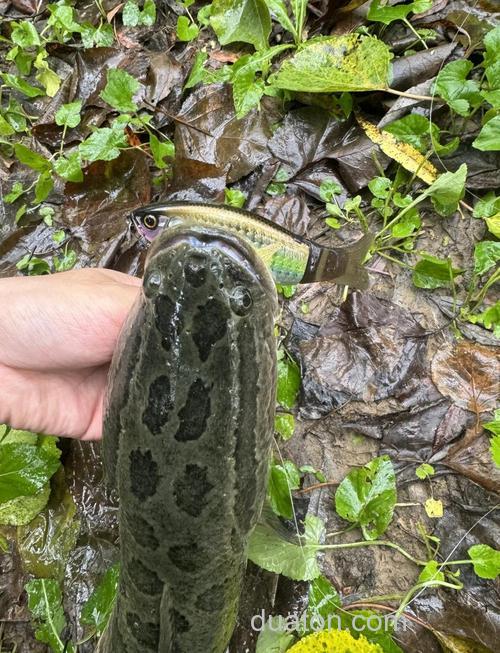 春天如何钓黑鱼?