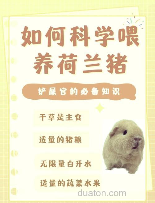 养猪如何配饲料?