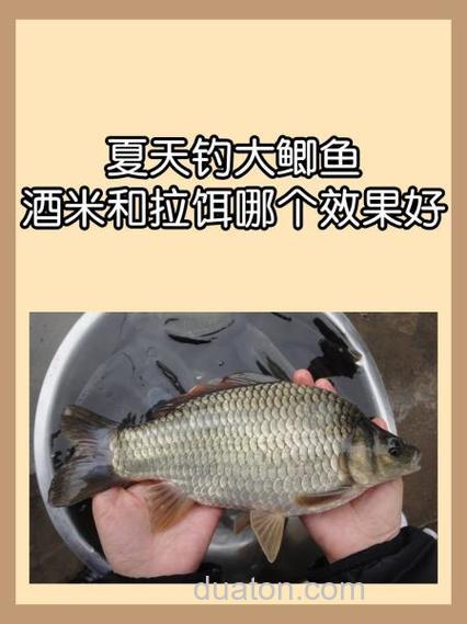 夏天钓大鲫鱼,酒米和拉饵哪个效果好