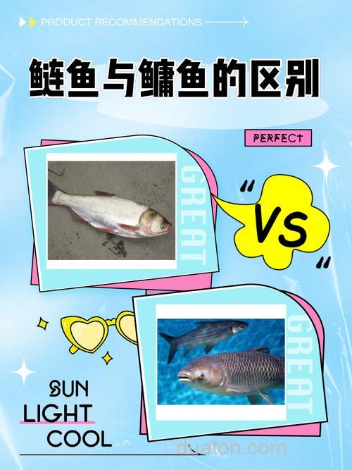 鲢和鳙有什么特点?