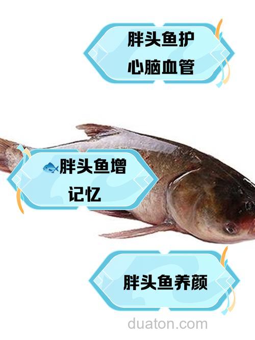 鳙和鲢的含脂量不同的原因是什么?