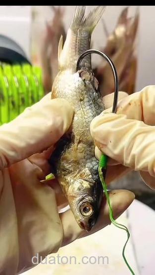 钓中华鲶用什么饵?