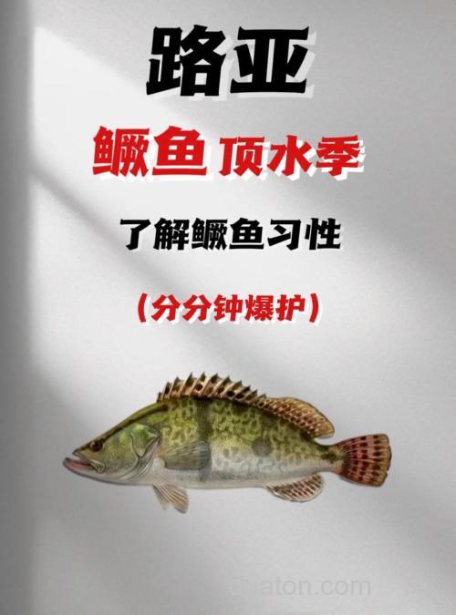 一天中钓鳜鱼最佳时间什么时候？