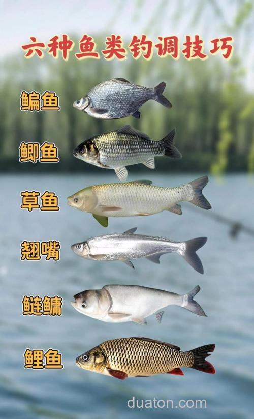 钓淡水鱼有哪些技巧?