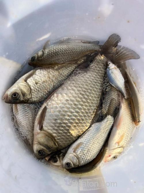 秋冬季节钓鲫鱼钓多深的水？没有具体的米数！