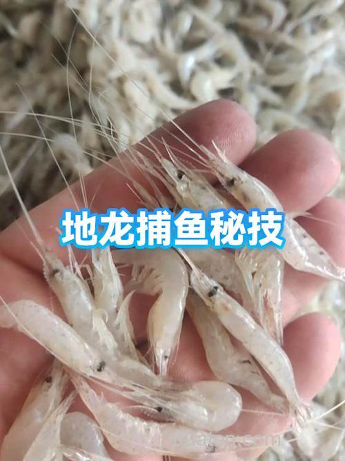 地龙捕鱼啥诱饵好?