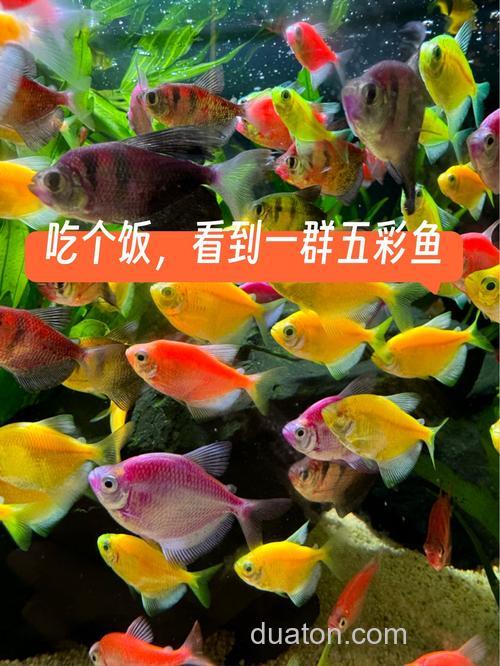 鱼食为什么是五颜六色的?