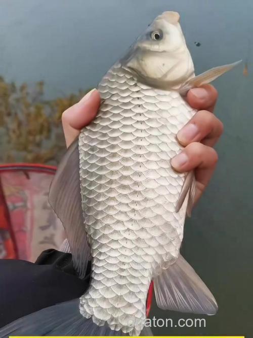 狂钓鲫鱼效果怎么样？