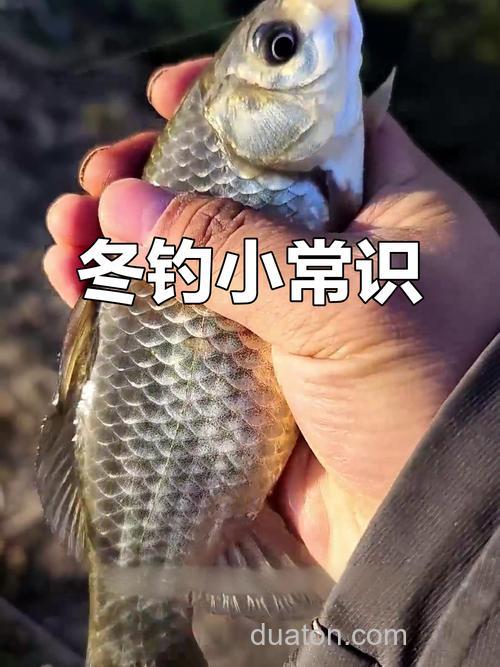 冬天竞技钓鱼比赛钓鲫鱼适合果香还是腥香？