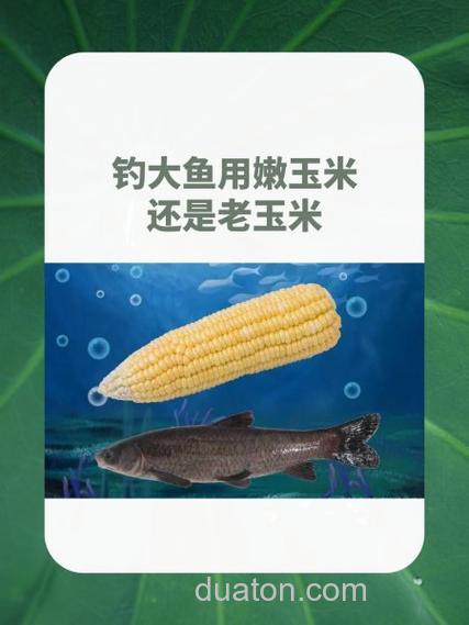 钓鲤鱼鱼饵用生玉米还是熟玉米?