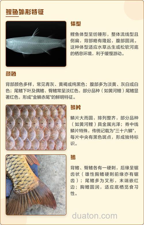 鲤鱼的外形有什么特点?