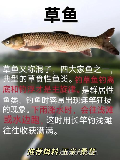 总结钓青鱼·草鱼的几种方法