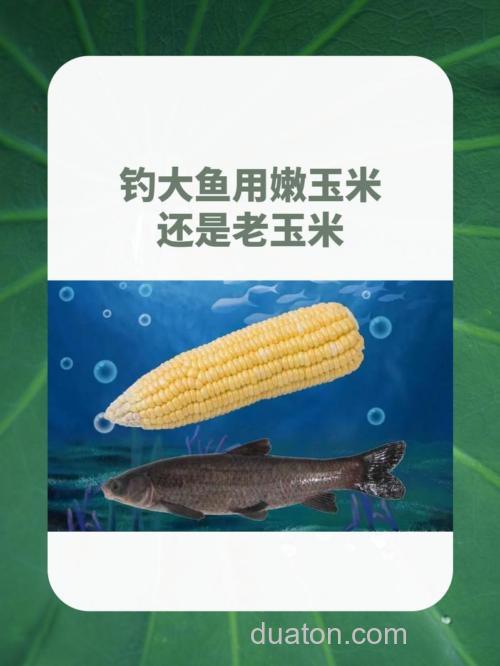 钓鱼用嫩玉米好还是老玉米好