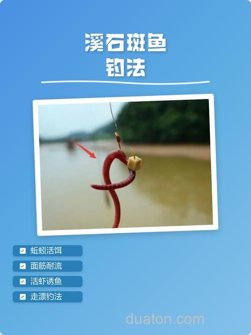 溪石斑鱼用什么饵料钓最好?溪石斑鱼最佳钓法