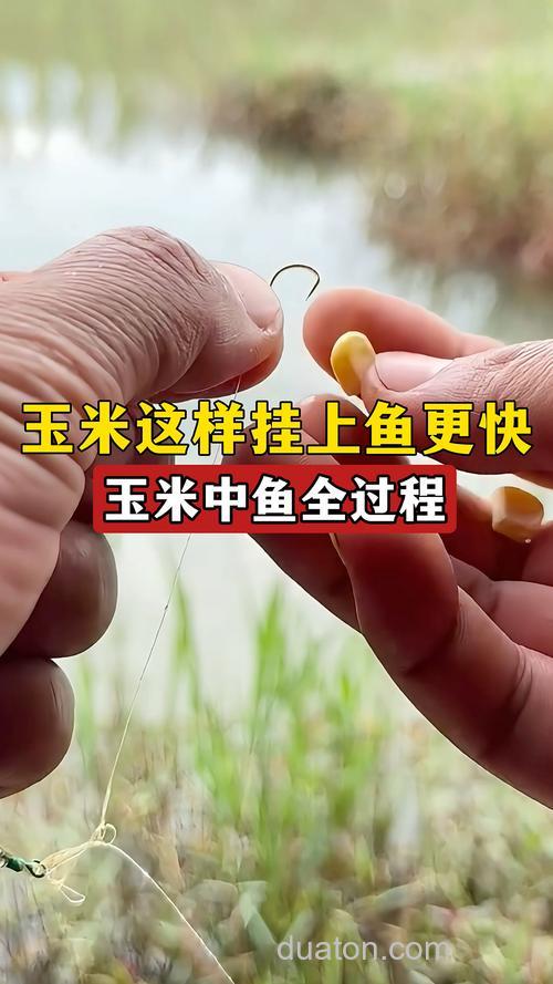 玉米能钓多大的鲫鱼？