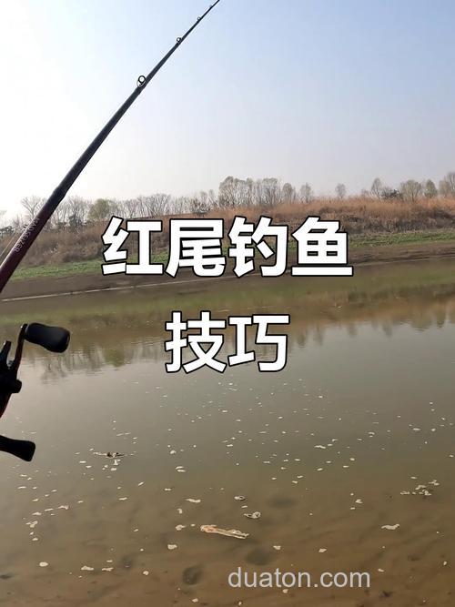 台钓红尾的技巧与钓位选择，你知道多少？快来看看