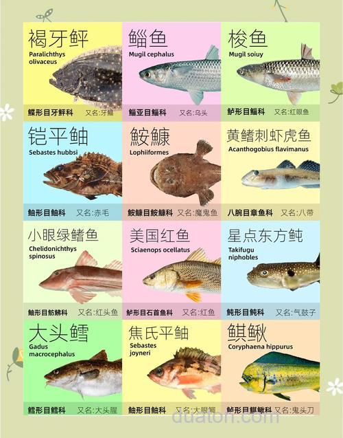 青岛十一月份适合路亚的鱼种?