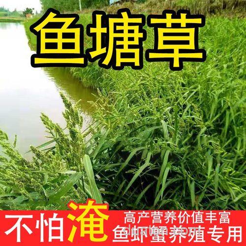 小米草养鱼技术?