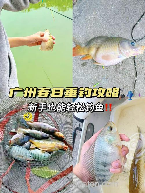 广州哪里钓鲢鳙多?