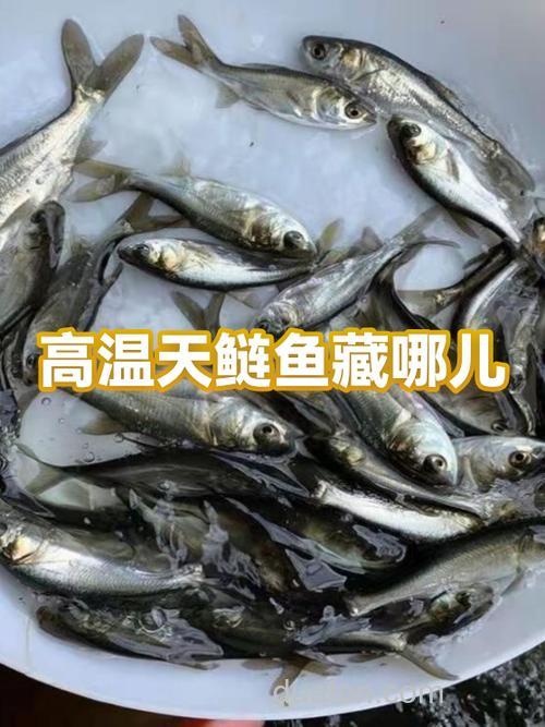 为什么九月鲢鱼都在浅水？
