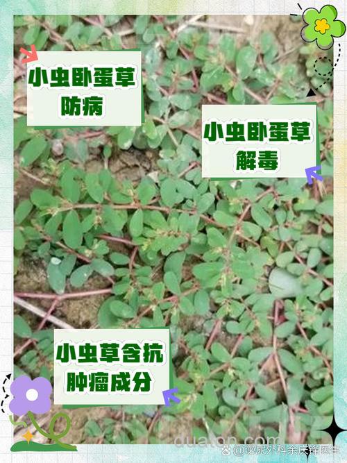 野草丛生的野地怎么打窝？